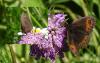 Erebia meolans